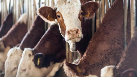 2017Jan-stock-cattle-beef-livestock-feeding-agriculture