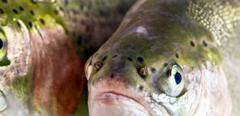 2013Jun-stock-trout-fish-farm-head-shot-food_beverage-hero