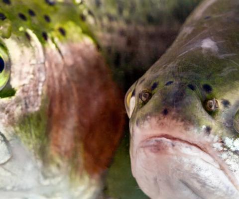 2013Jun-stock-trout-fish-farm-head-shot-food_beverage-hero