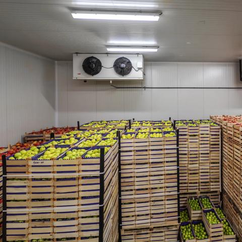 Fruits in crates ready for shipping. Cold storage interior.