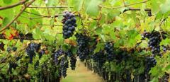 Wineyard.jpg