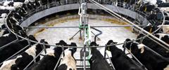 Dairy farm - rotary milking platform