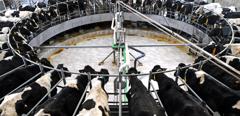 Dairy farm - rotary milking platform