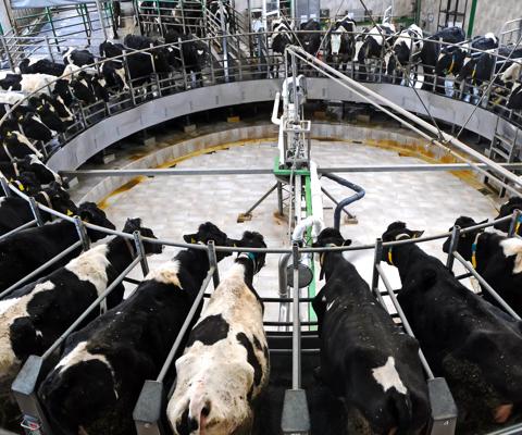 Dairy farm - rotary milking platform