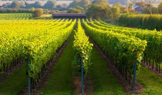 Vineyard on rural hillside