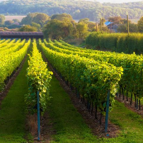 Vineyard on rural hillside