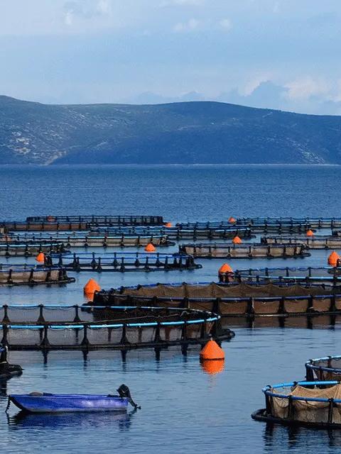 A wide view of a coast containing numerous large, circular aquaculture pens floating in the sea.