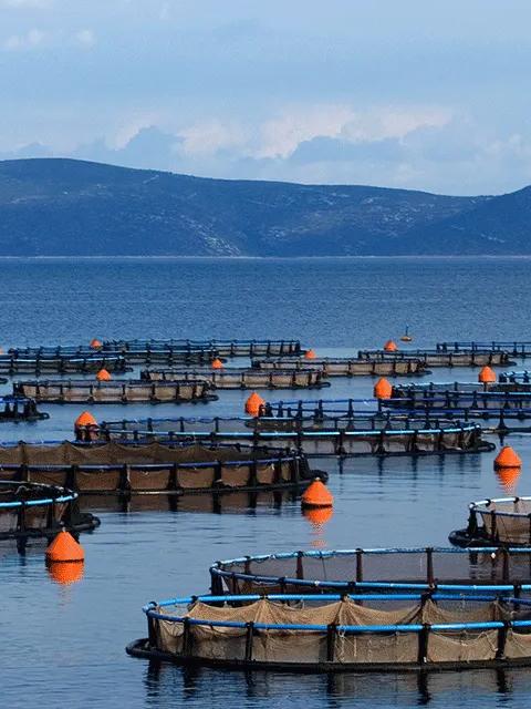 A wide view of a coast containing numerous large, circular aquaculture pens floating in the sea.