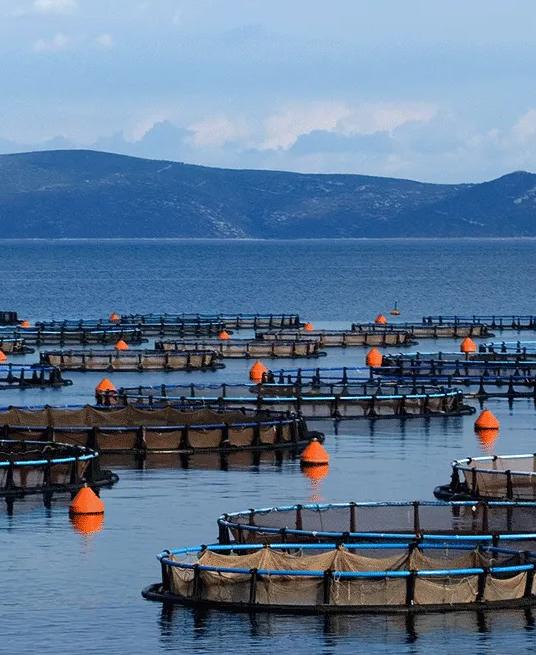A wide view of a coast containing numerous large, circular aquaculture pens floating in the sea