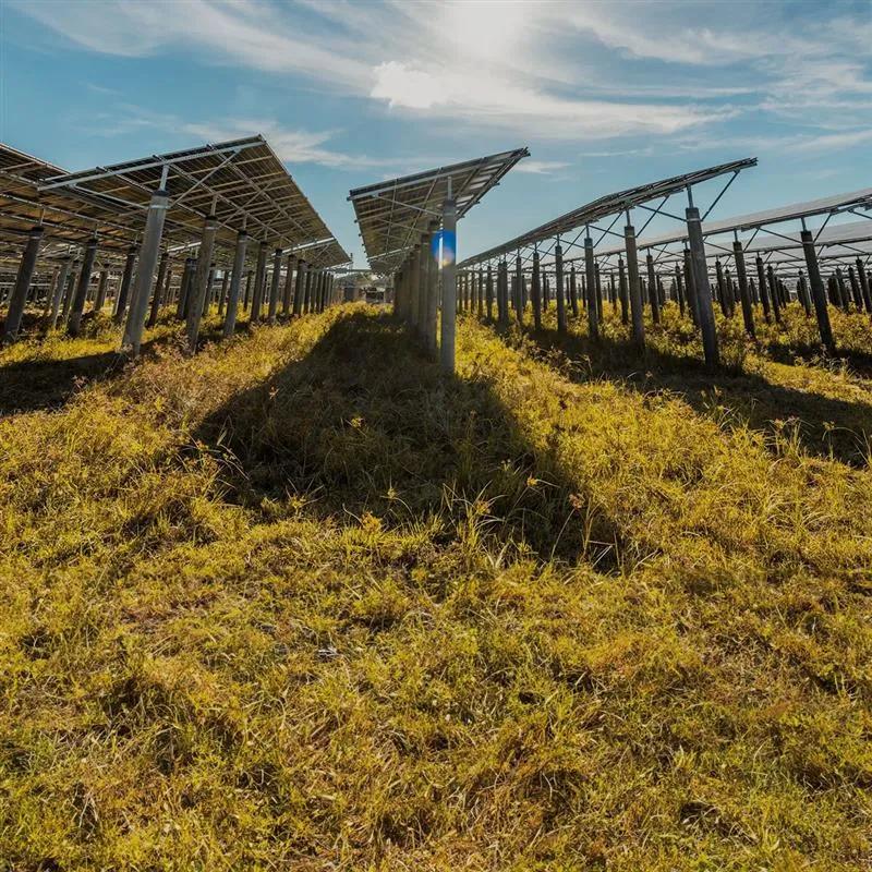 Ground view of multiple rows of solar panels under a blue sky.