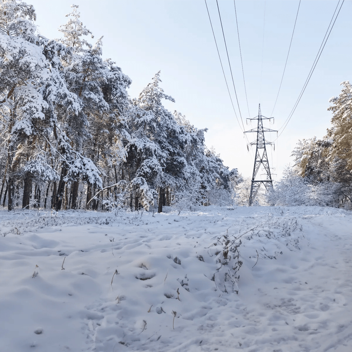 A snowy forest scene with tall, frosted trees lining a path, and a pylon in the background against a clear sky.