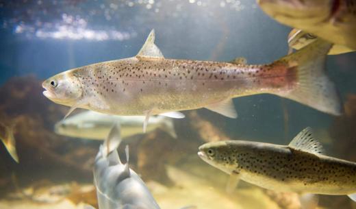 Ikan salmon muda berenang di air