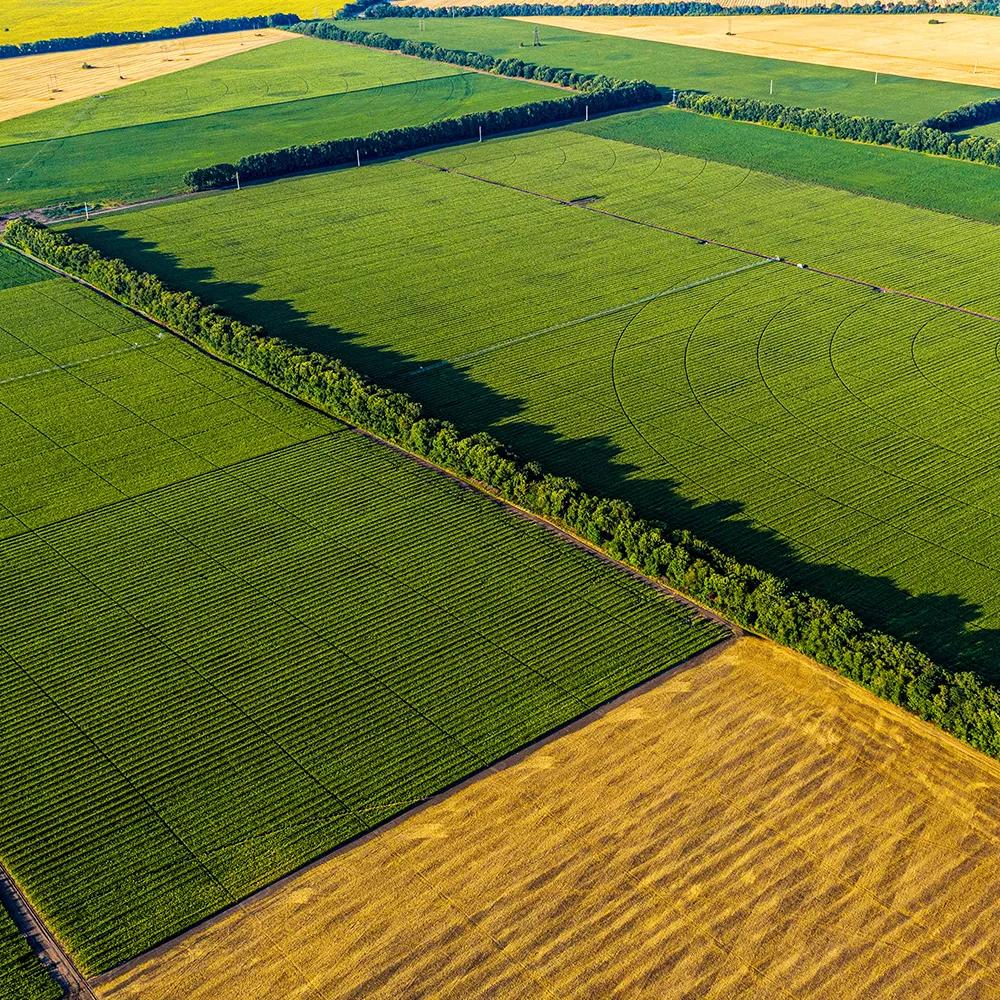 Aerial view of large agricultural fields divided into green and golden crop sections.