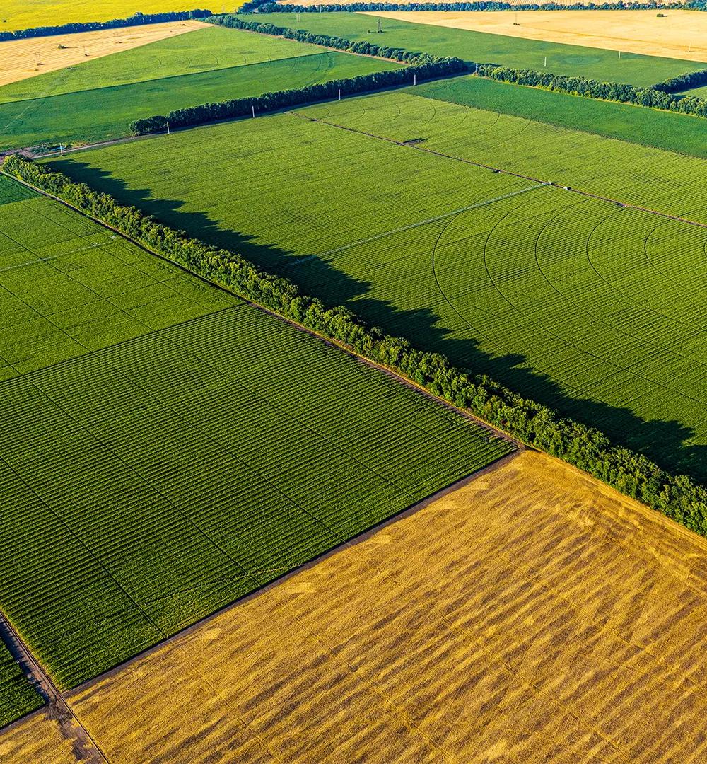 Aerial view of large agricultural fields divided into green and golden crop sections.