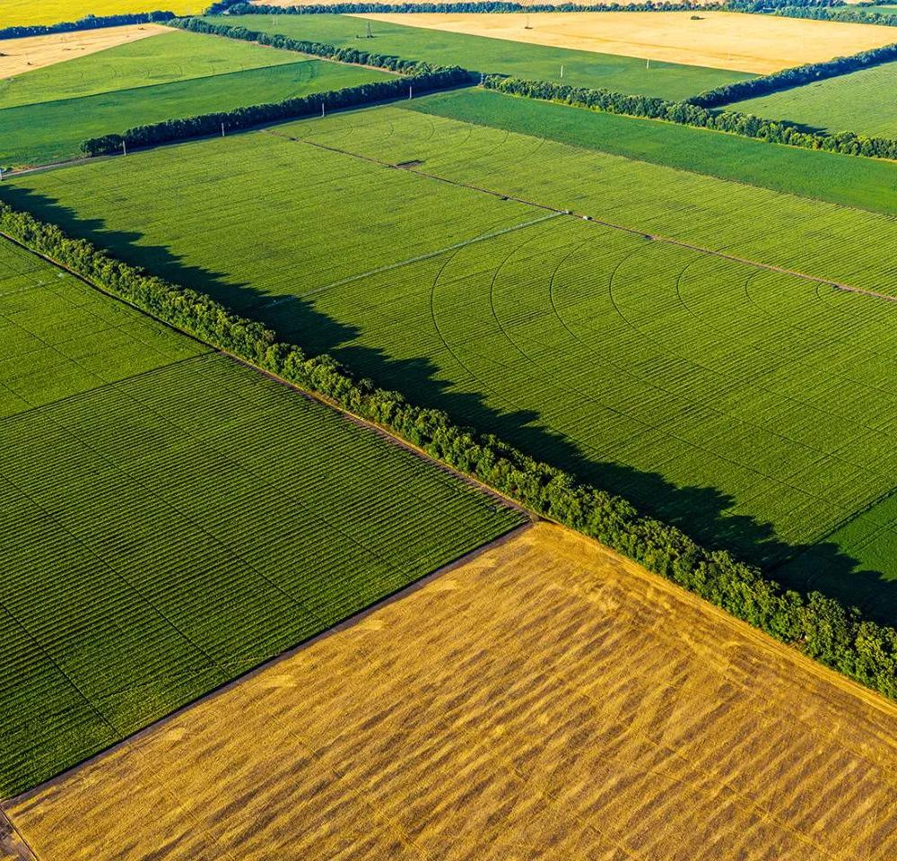 Aerial view of large agricultural fields divided into green and golden crop sections.