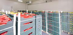 Peppers Vegetables in Boxes in Distribution Warehouse