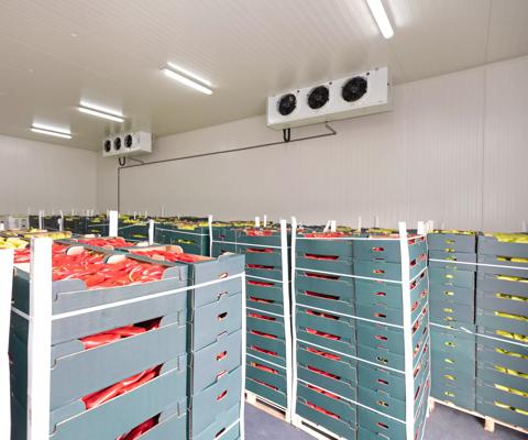Peppers Vegetables in Boxes in Distribution Warehouse