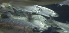 2017Jan-stock_image-approved-scotland-skye-fish-farm-loch-ainort-sea-food_beverage-hero