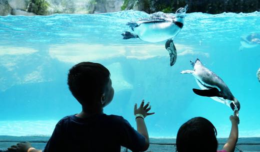 Silhouette of two children enjoying watching penguin in an Aquarium