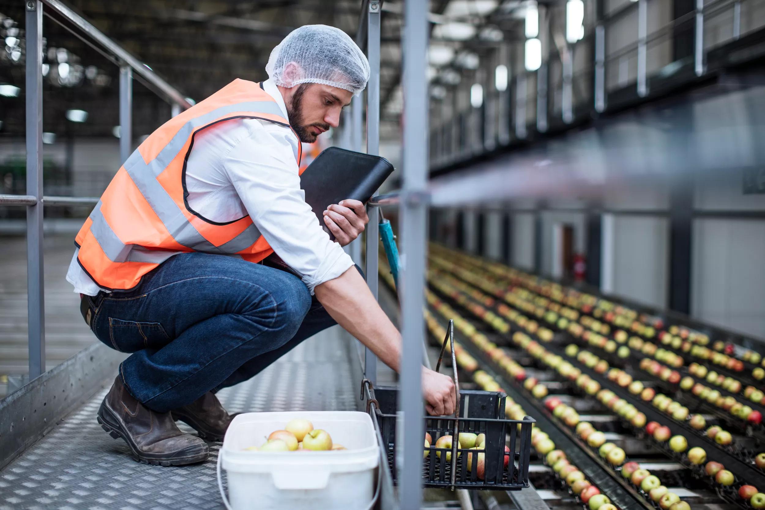 Cape Town, South Africa,Male worker sorting out apples on machine tray
