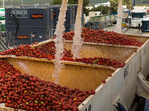 Two large bins filled with tomatoes being washed with water, with industrial Aggreko gas generators in the background.