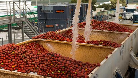 Two large bins filled with tomatoes being washed with water, with industrial Aggreko gas generators in the background.