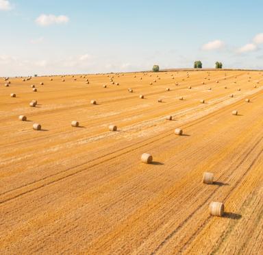 Aerial view of multiple rows of haystacks in an empty field.