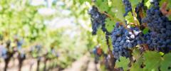 2014Aug-germany-france-vine-grapes-sunset-food_beverage