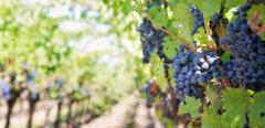 2014Aug-germany-france-vine-grapes-sunset-food_beverage