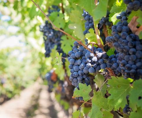 2014Aug-germany-france-vine-grapes-sunset-food_beverage