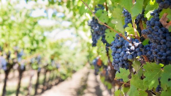 2014Aug-germany-france-vine-grapes-sunset-food_beverage