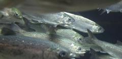 2017-02-scotland-salmon-fish.jpg