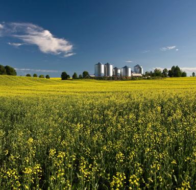 Clos-up view of a grass field with a building in the background.