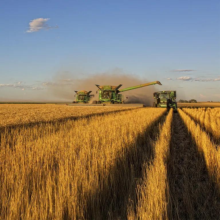 A large green combine harvester is in a field of wheat, creating a path through the grain.