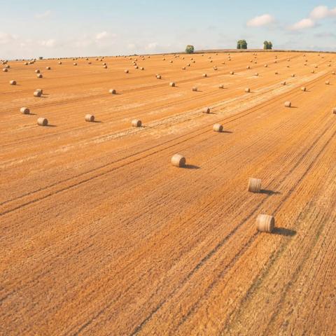 Aerial view of multiple rows of haystacks in an empty field.