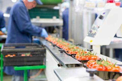 Worker packing ripe red vine tomatoes on production line in a food processing plant