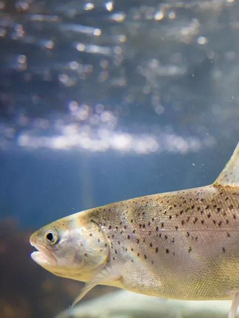 View of a fish inside a tank
