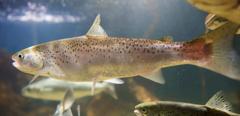 cooling-salmon-hatchery-006