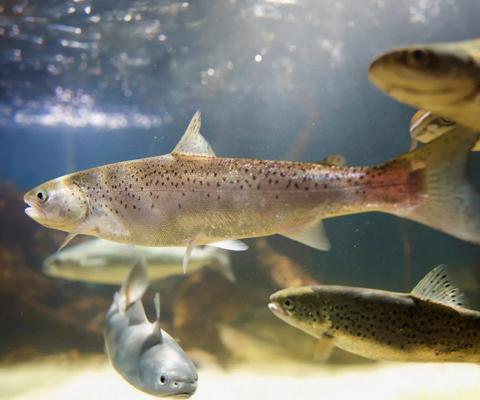 cooling-salmon-hatchery-006