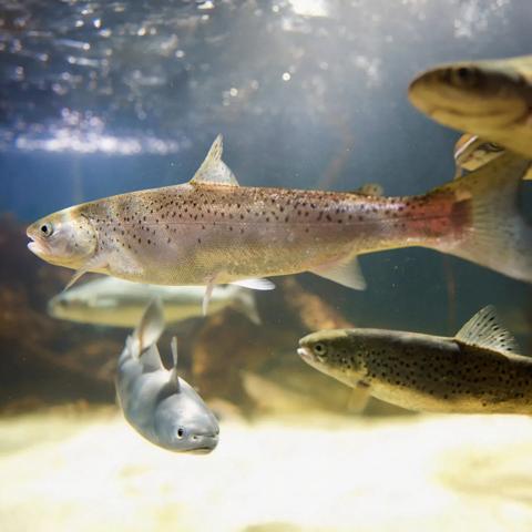 cooling-salmon-hatchery-006