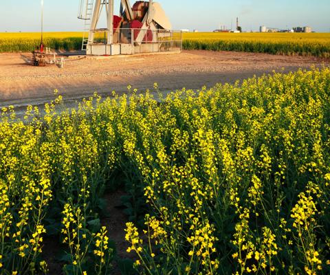 Pump Jacks working out in Weyburn Saskatchewan, Canada. image taken from a tripod.