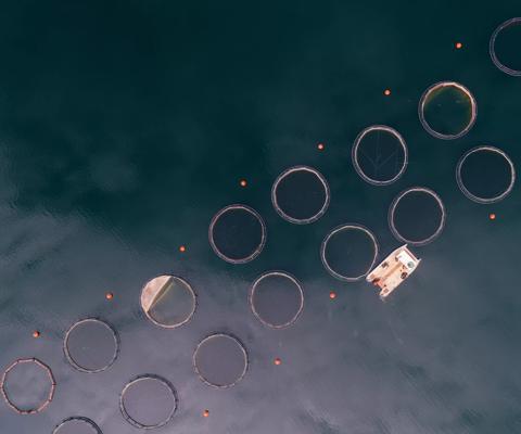 Drone point of view over a large fish farm, organic aquaculture and freshwater fishing.