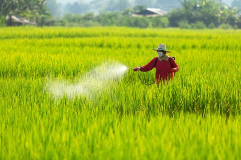 Asian farmer peasantry spraying pesticides in rice fields
