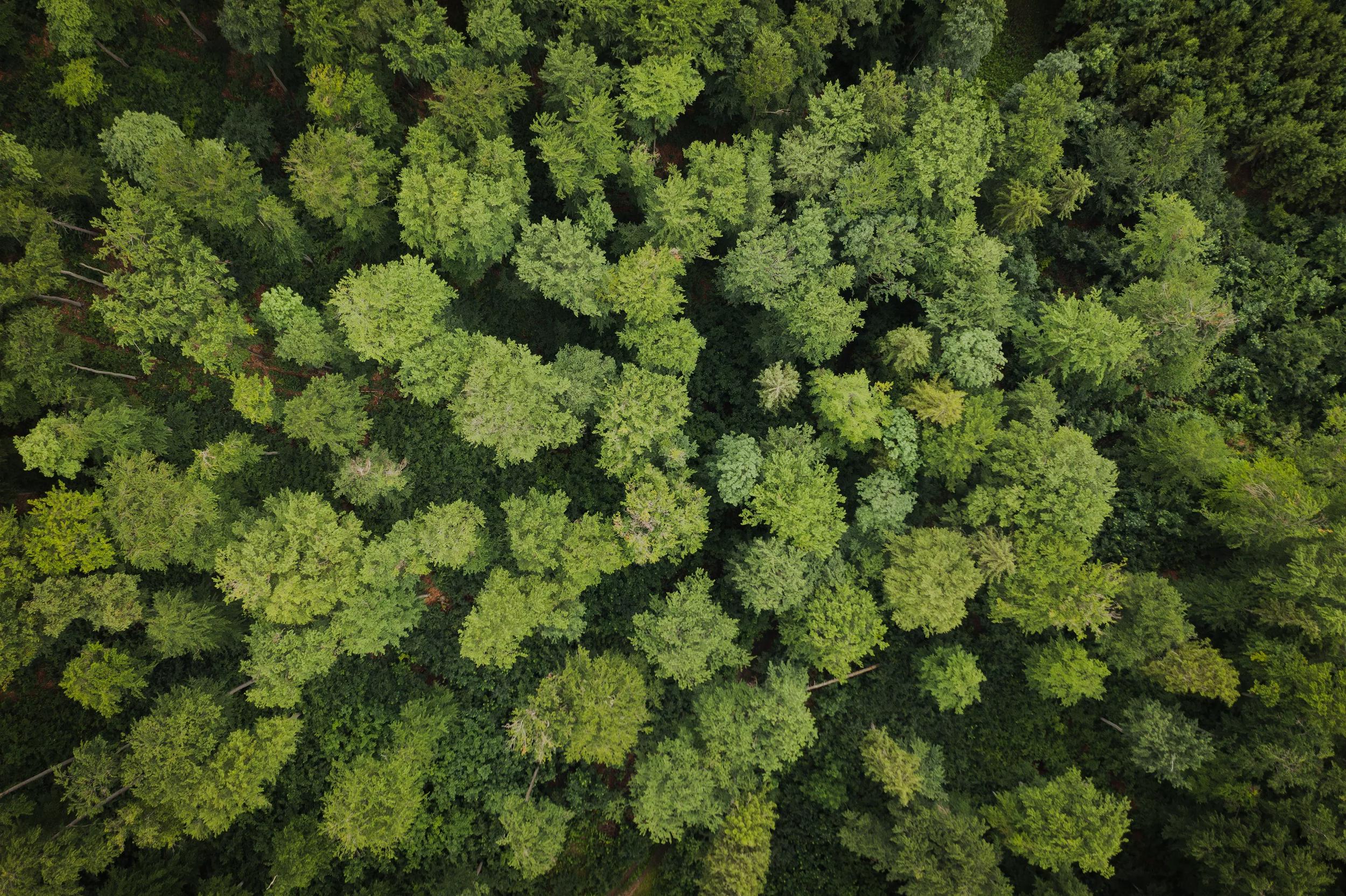 Forest 001