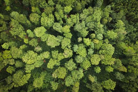 Forest 001