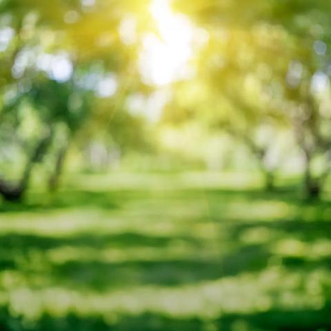 Park outdoor landscape, summer abstract bokeh background