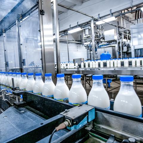 Milk - dairy - production at factory. White bottles with going through conveyor line