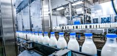 Milk - dairy - production at factory. White bottles with going through conveyor line