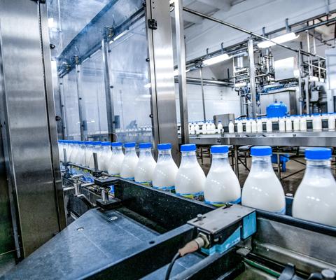 Milk - dairy - production at factory. White bottles with going through conveyor line