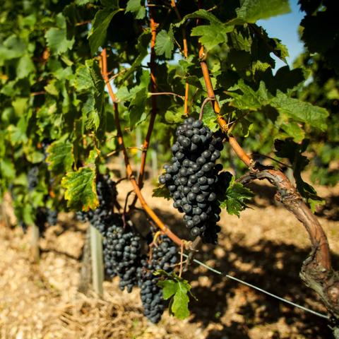 View of a mature vine ready to be harvested at the end of the French summer. Image taken in Bouliac, region of Bordeaux, France known to be the source of world´s best class wines in the world